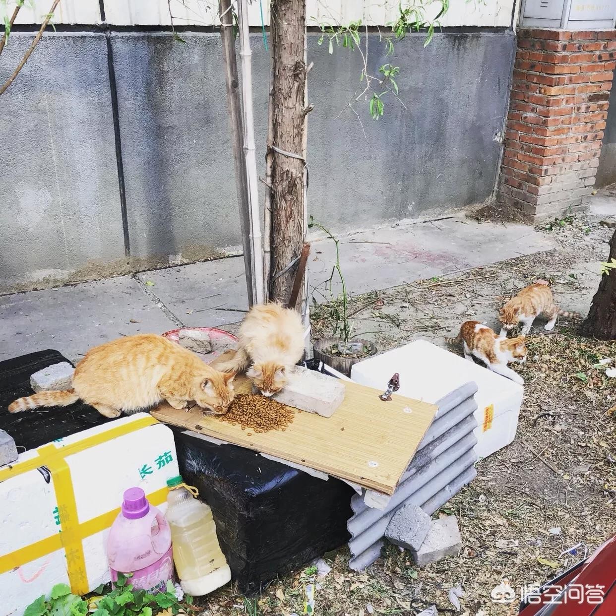 #宠爱日#怎样在小区里找到流浪猫的“窝点”？ 流浪猫门攻略第四关